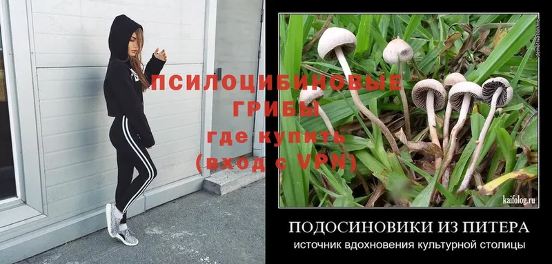 Галлюциногенные грибы Psilocybe  купить наркоту  Борисоглебск 